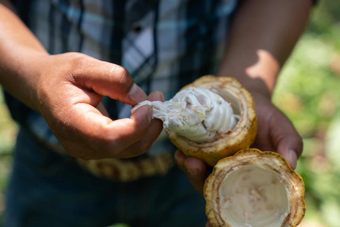 Mexiko - Selva Tabasqueño „Der Lebendige“ - Alchemie-Blume