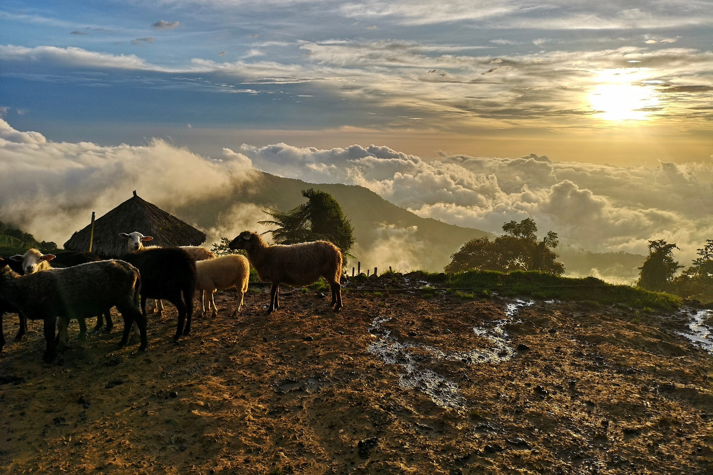 Kolumbien Arhuaco Cacao - „Der Würzige“ - Diamant-Herz