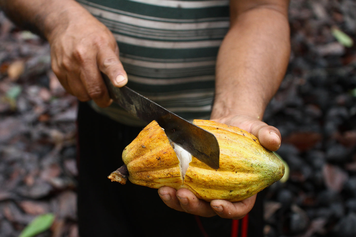 Piura Blanco - „Die Weiße Königin“ - Alchemie Blume