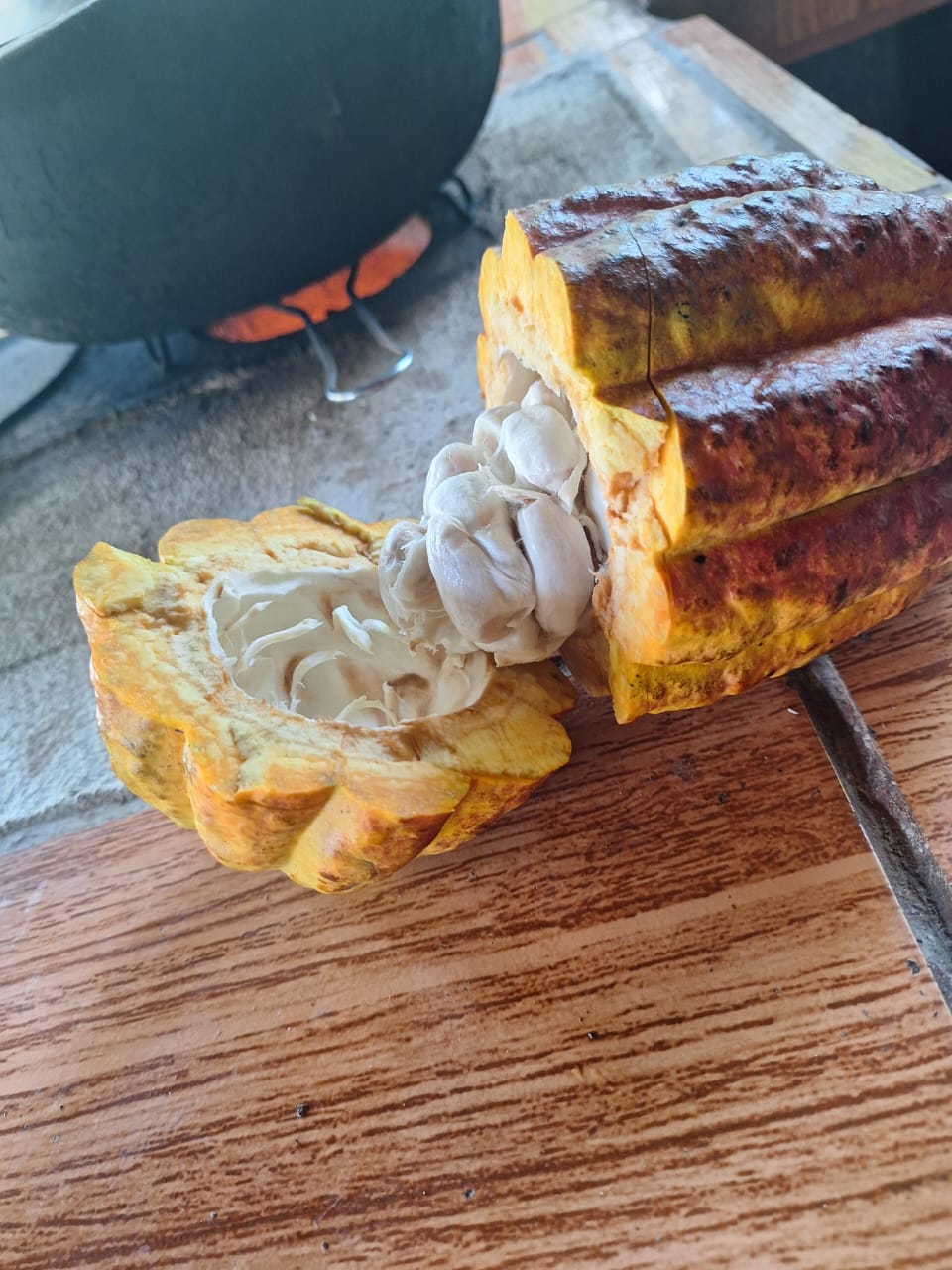 Costa Rica Cacao - „Der Charaktervolle“ - Alchemie Blume