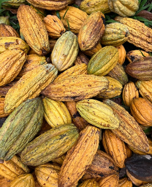 Ecuador - Rio Cayapas „Die strahlende Vielfalt“ - Cacao-Block