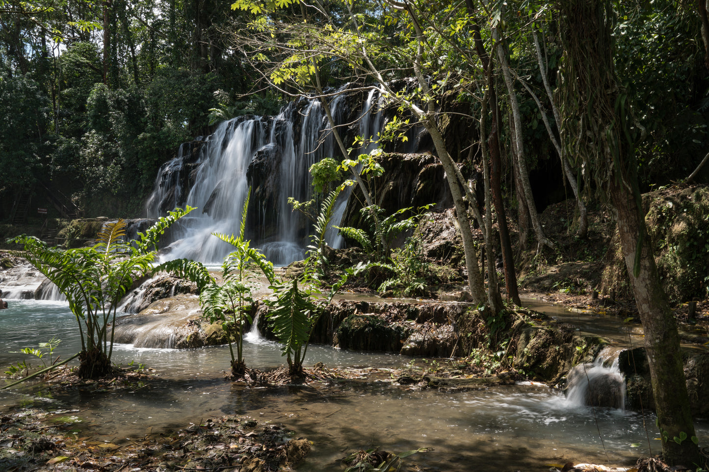 Mexiko - Selva Tabasqueño „Der Lebendige“ - Alchemie-Blume