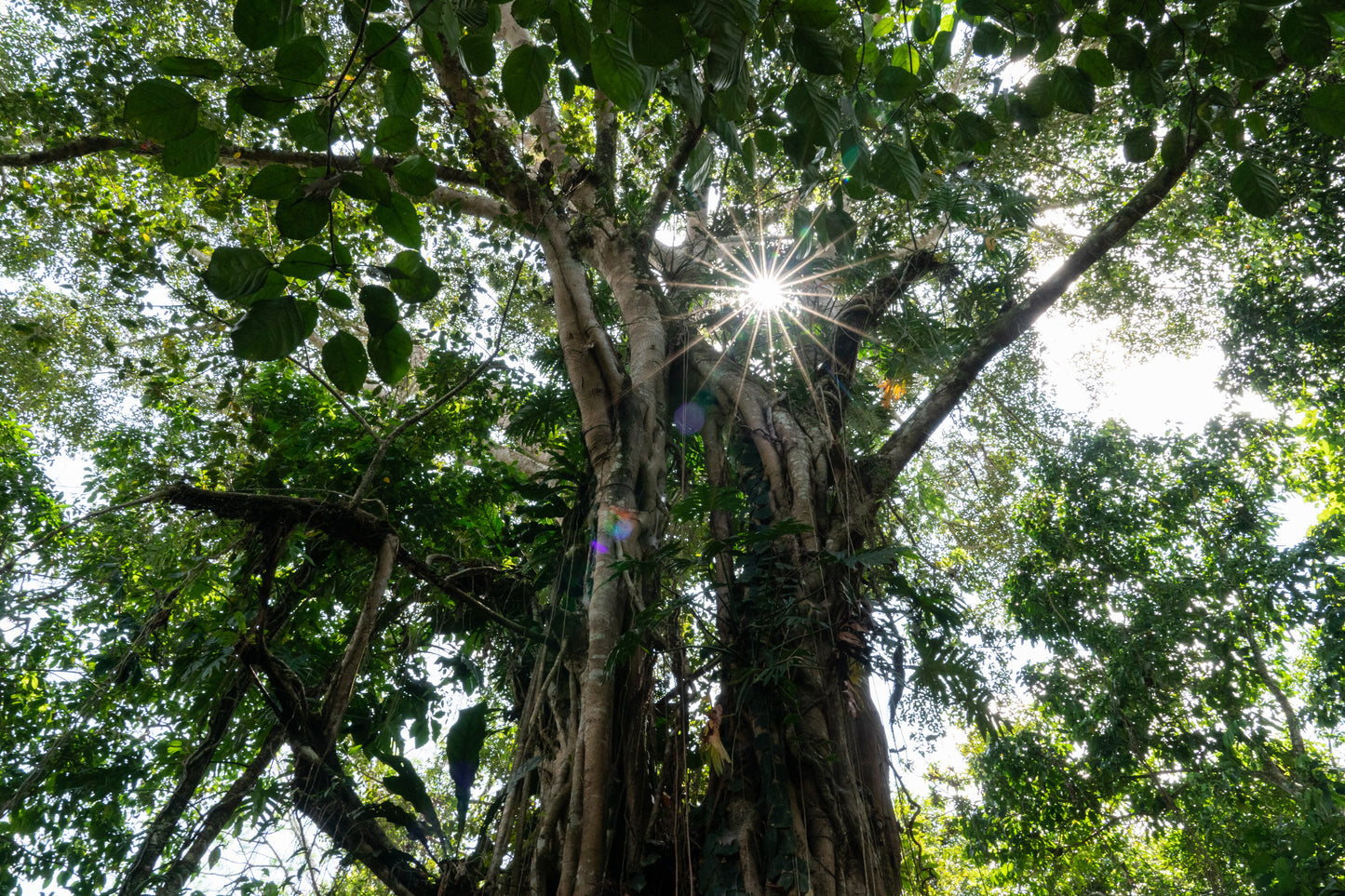 Mexiko - Selva Tabasqueño „Der Lebendige“ - Alchemie-Blume