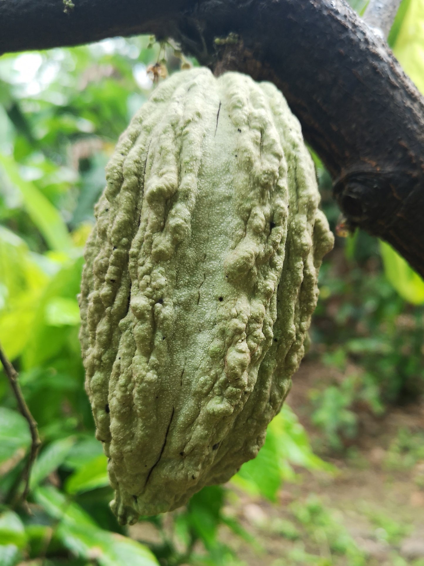 Kolumbien Arhuaco Cacao - „Der Würzige“ - Cacao-Block