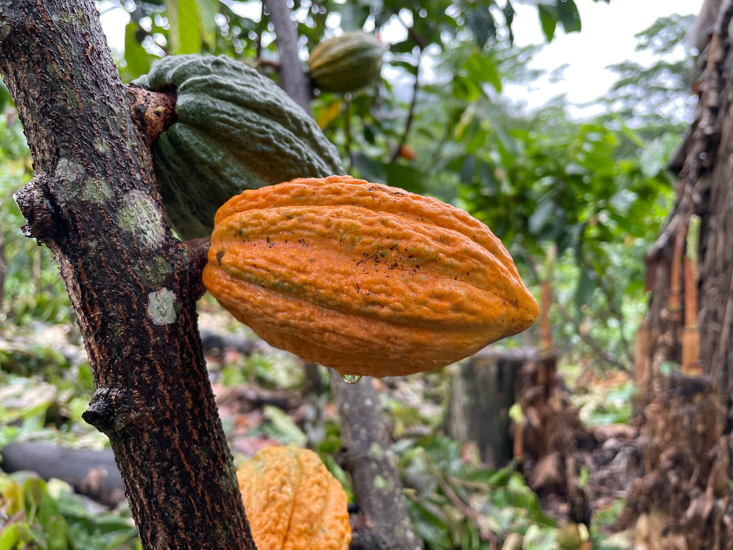 Peru Chuncho Cusco Cacao - „Der Sanfte“ - Cacao-Bruchstücke