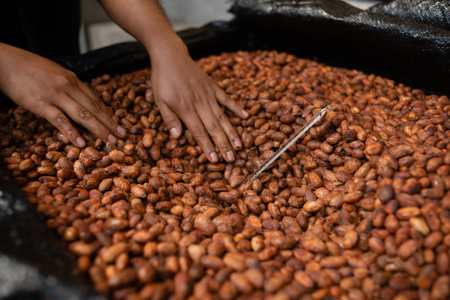 Peru Chuncho Cusco Cacao - „Der Sanfte“ - Cacao-Bruchstücke