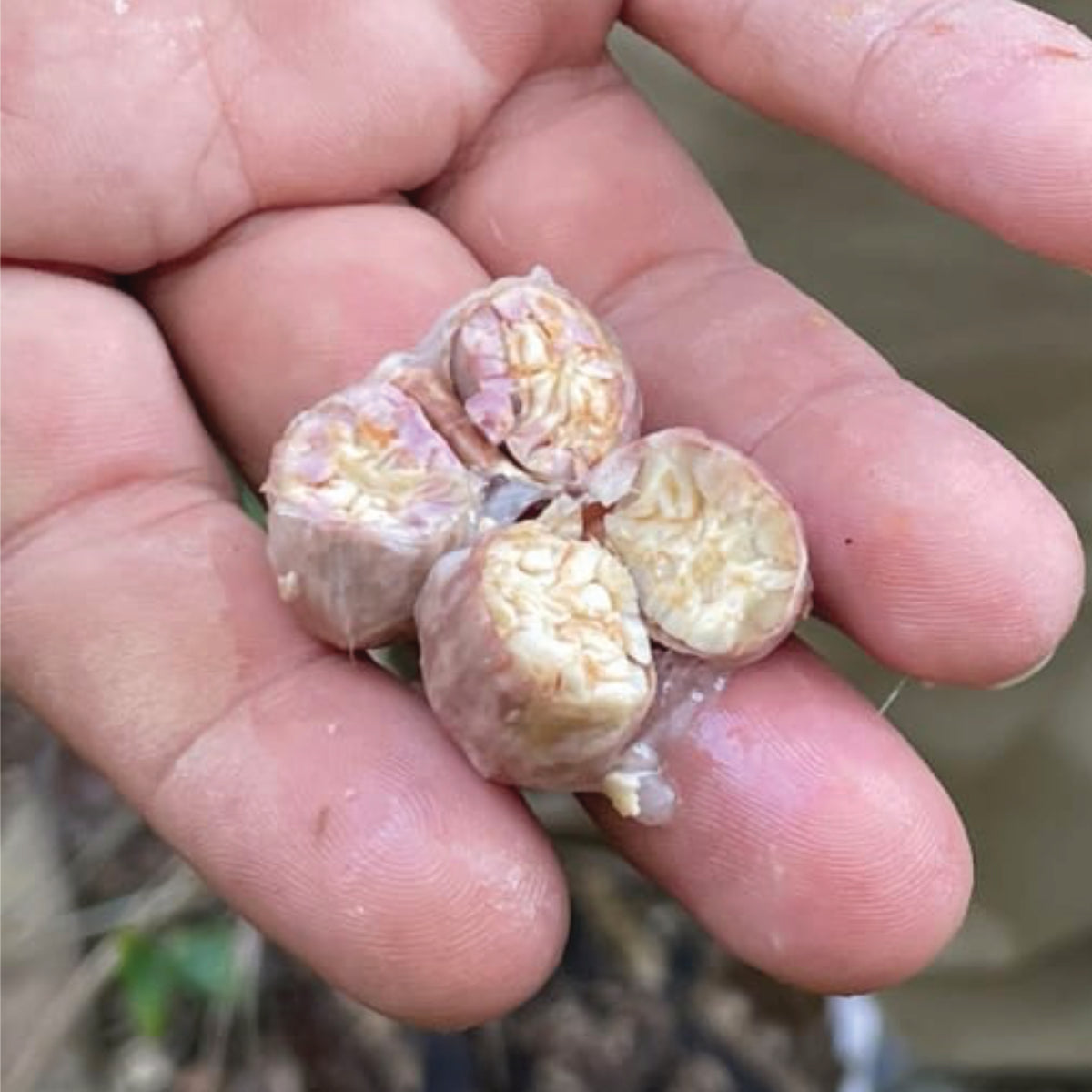 Mexiko - Almendra Blanca „Der leuchtende Genuss“ - Cacao-Block