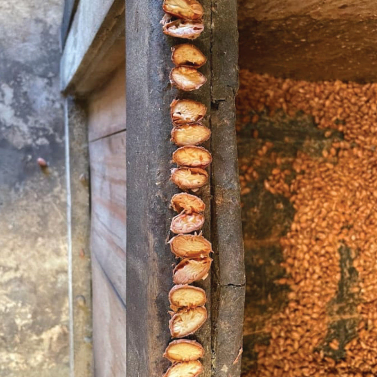Mexiko - Almendra Blanca „Der leuchtende Genuss“ - Cacao-Block
