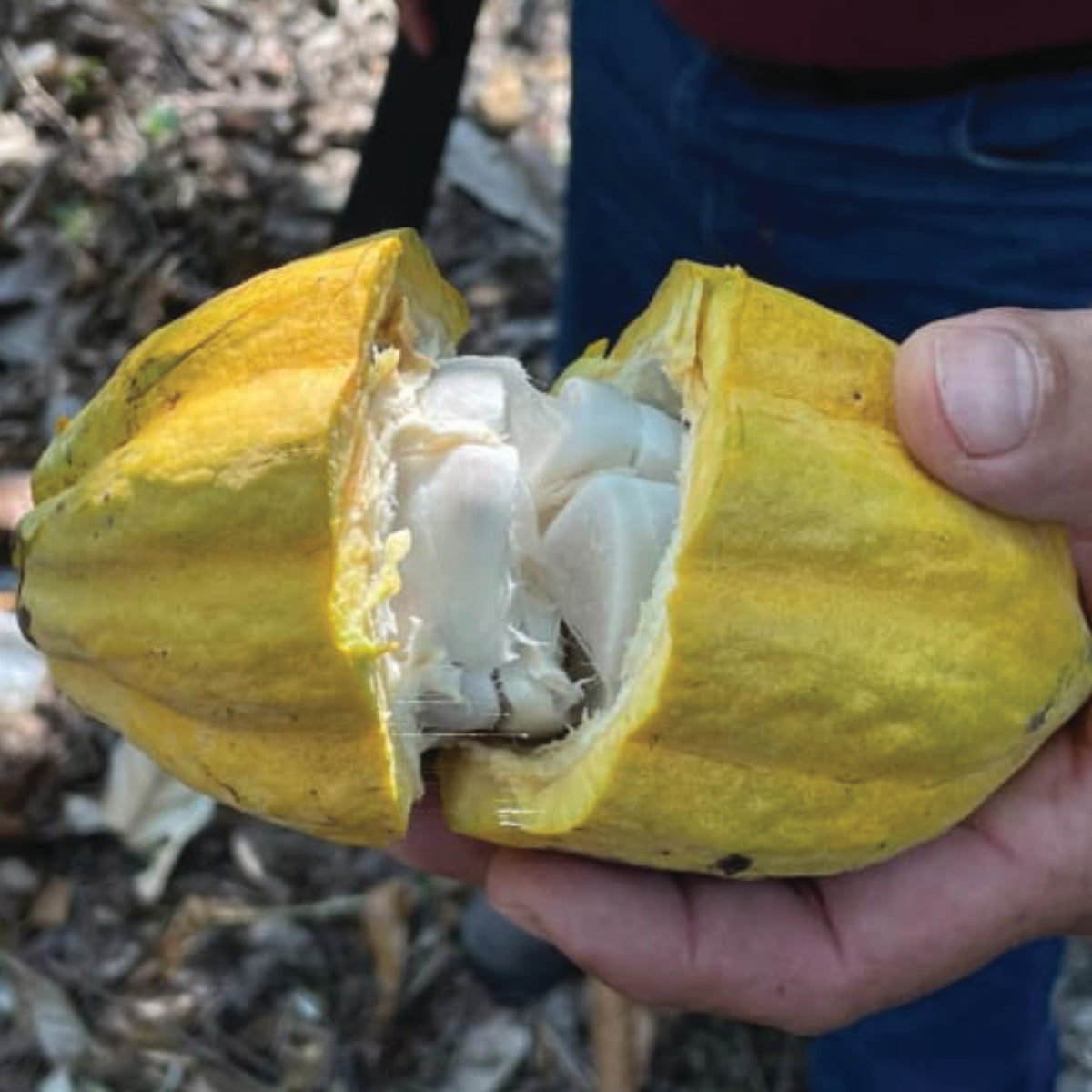 Mexiko - Almendra Blanca „Der leuchtende Genuss“ - Cacao-Block