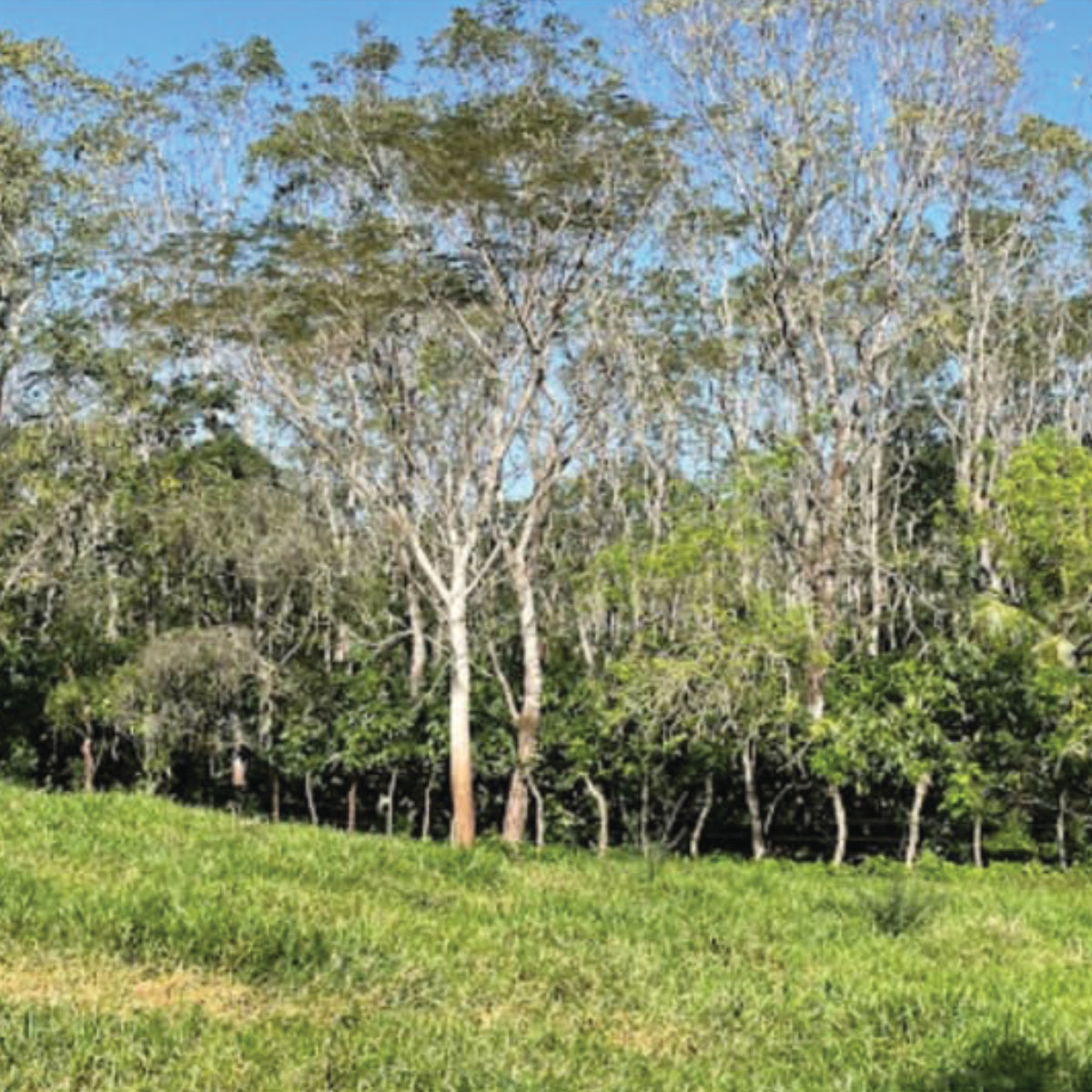 Mexiko - Almendra Blanca „Der leuchtende Genuss“ - Cacao-Block