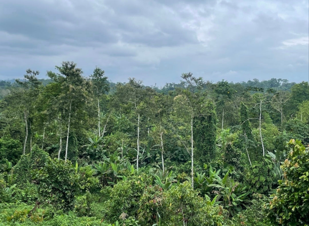Ecuador - Rio Cayapas „Die strahlende Vielfalt“ - Cacao-Block