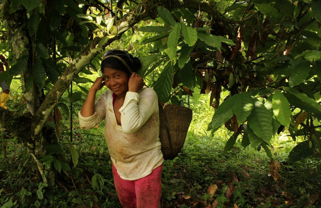 Ecuador - Rio Cayapas „Die strahlende Vielfalt“ - Cacao-Block